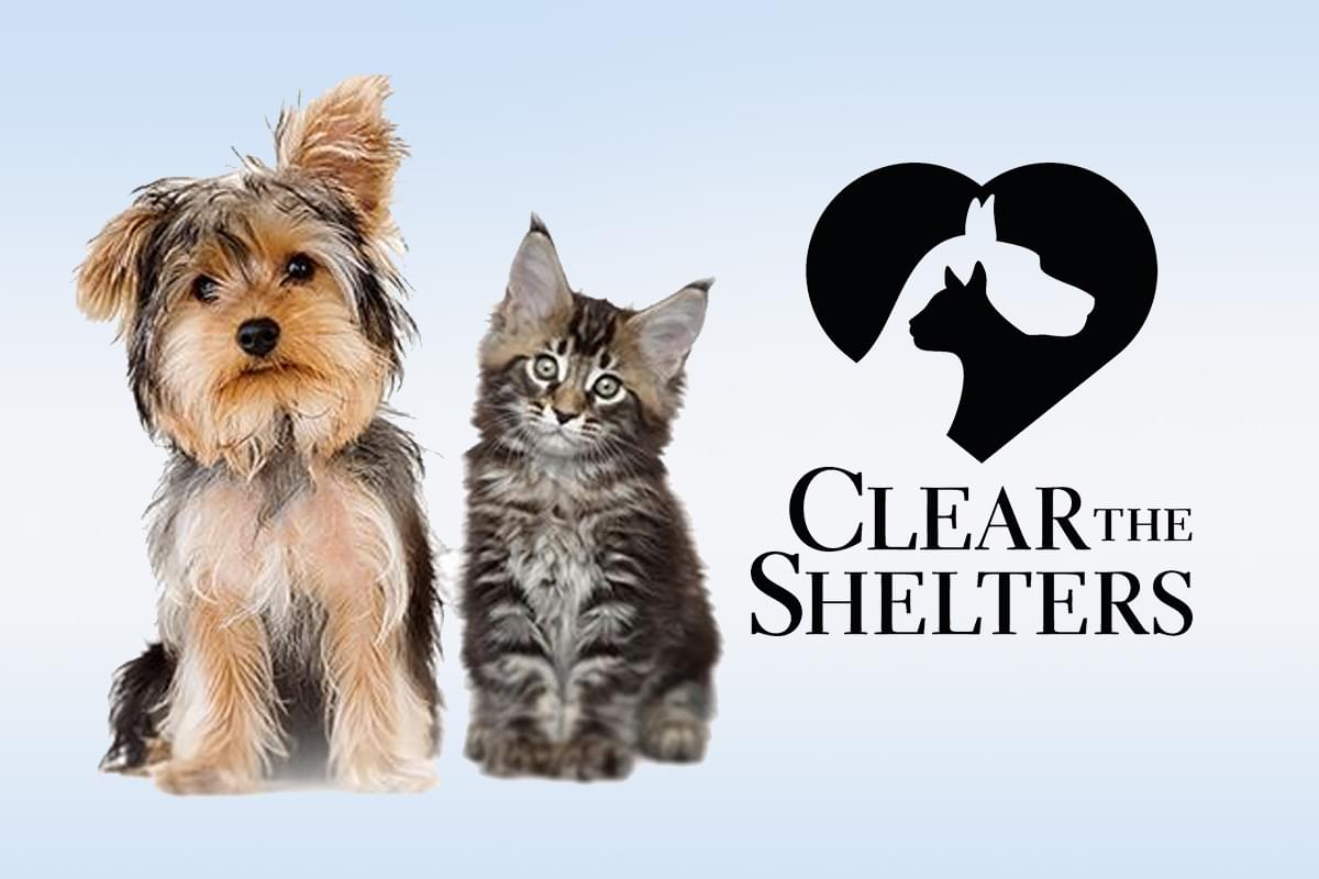 Clear the Shelters PSA Campaign